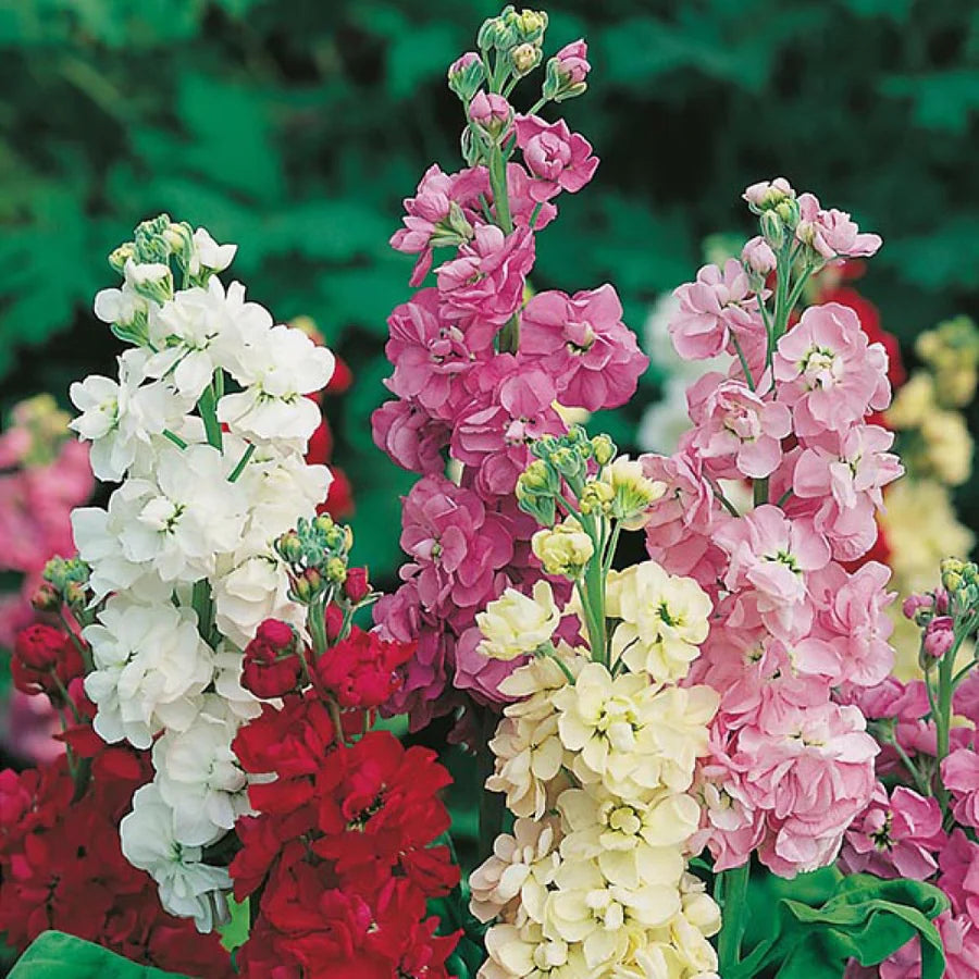 30 Seeds of Stocks Double Dwarf (Matthiola Ten Week Mix) Flower