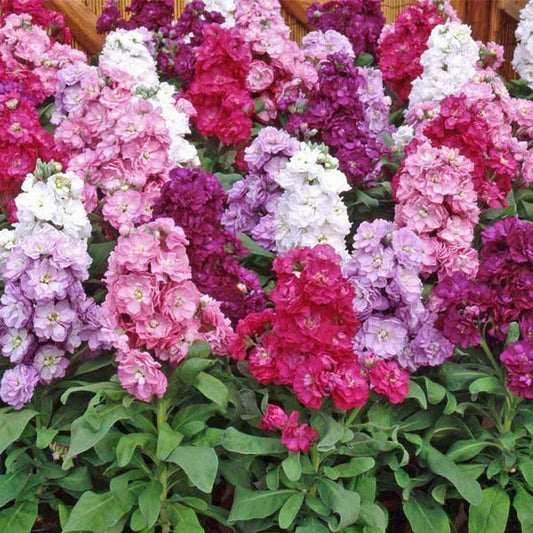 30 Seeds of Stocks Double Dwarf (Matthiola Ten Week Mix) Flower