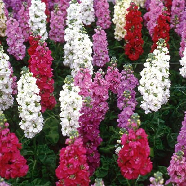 30 Seeds of Stocks Double Dwarf (Matthiola Ten Week Mix) Flower