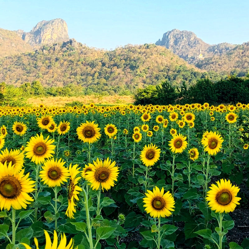 100 Premium Hybrid Sunflower (Surajmukhi) Seeds (Helianthus Teddy Bear) For Sowing In Balcony Garden, Home Garden