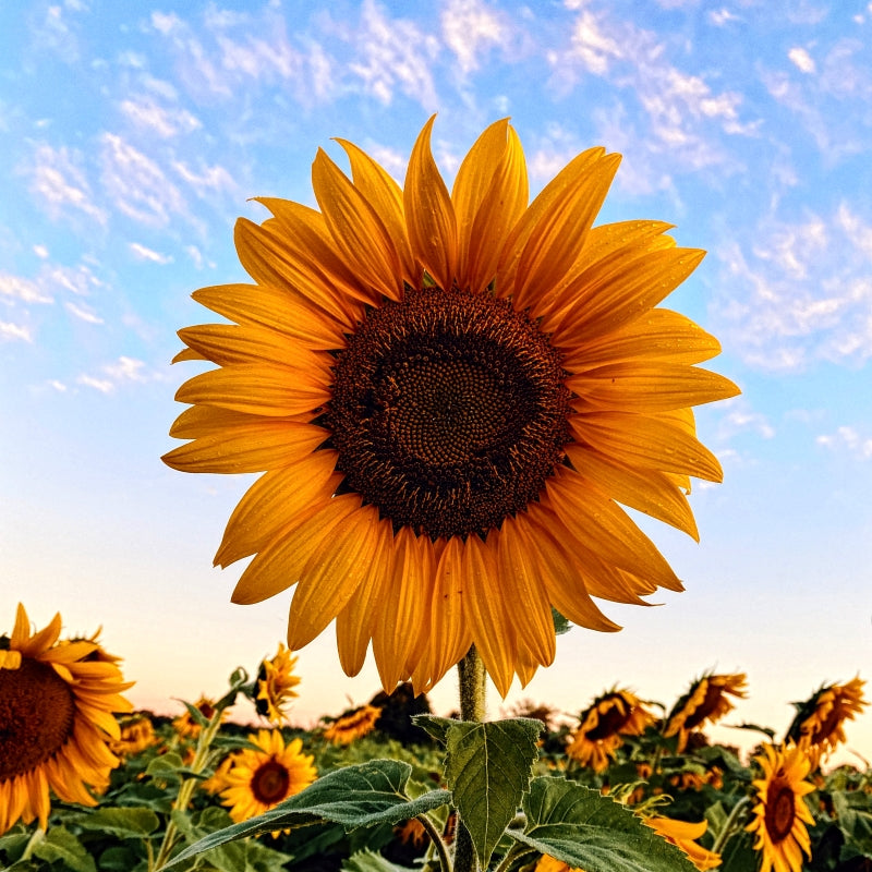 100 Premium Hybrid Sunflower (Surajmukhi) Seeds (Helianthus Teddy Bear) For Sowing In Balcony Garden, Home Garden