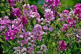 Winter Rare Flowers of Salvia Blue Monday, Paper Flower, Sweet Sultan, Antirrhinum, Sweet Peas, Petunia N.C. Mix, Dainthus, Calendula, Alyssum White & Verbana (Over 1700 Seeds)