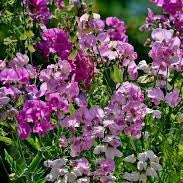 30 Premium Seeds of Sweet peas (Lathyrus Odoratus) Flowers