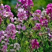 30 Premium Seeds of Sweet peas (Lathyrus Odoratus) Flowers