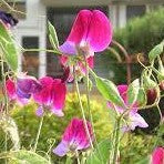 30 Premium Seeds of Sweet peas (Lathyrus Odoratus) Flowers