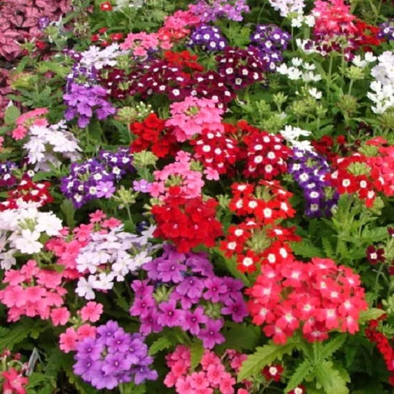 Best Winter (Sardi Wale) Flowers Seeds - Over 1000 Seeds of Premium Hybrid Seeds of Verbena, Clarkia, Salvia, Allysum Benthami Mix, Nemesia, Eschschoitzia & Ipomoea Purpurea