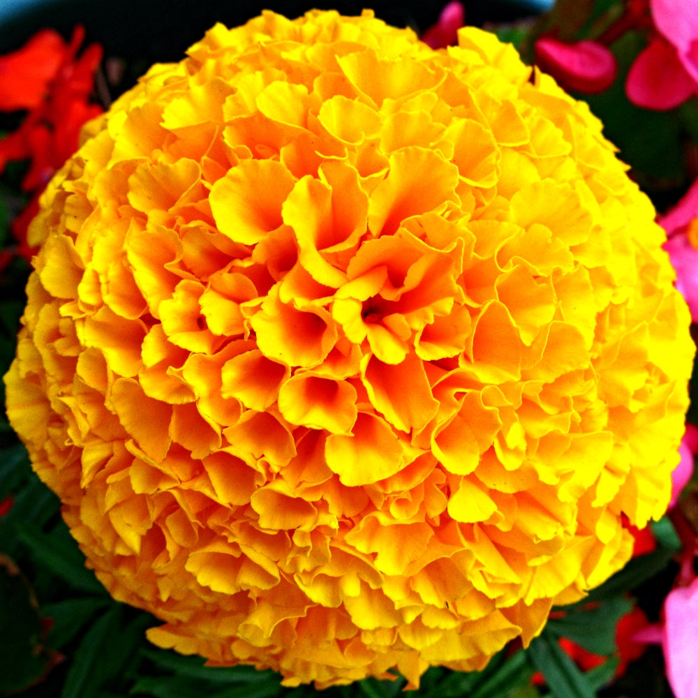 Premium Hybrid Seeds Of White, Scarlet Red , Kolkata Round Ball and Yellow Marigold Flowers (450 Seeds)