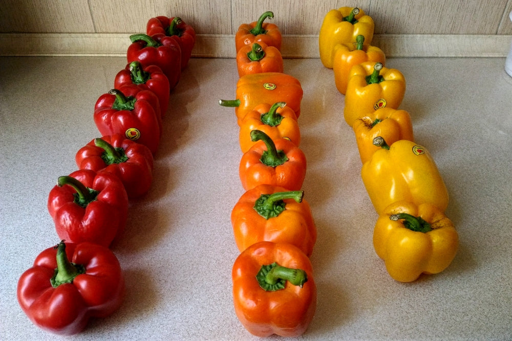 Premium Hybrid Seeds of Red, Purple, Yellow & Orange Capsicum (80 Seeds)