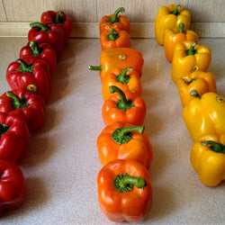 Premium Hybrid Seeds of Red, Purple, Yellow & Orange Capsicum (80 Seeds)