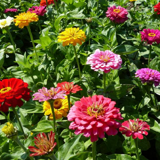 Premium Zinnia Dahlia Flowers (50 Seeds)