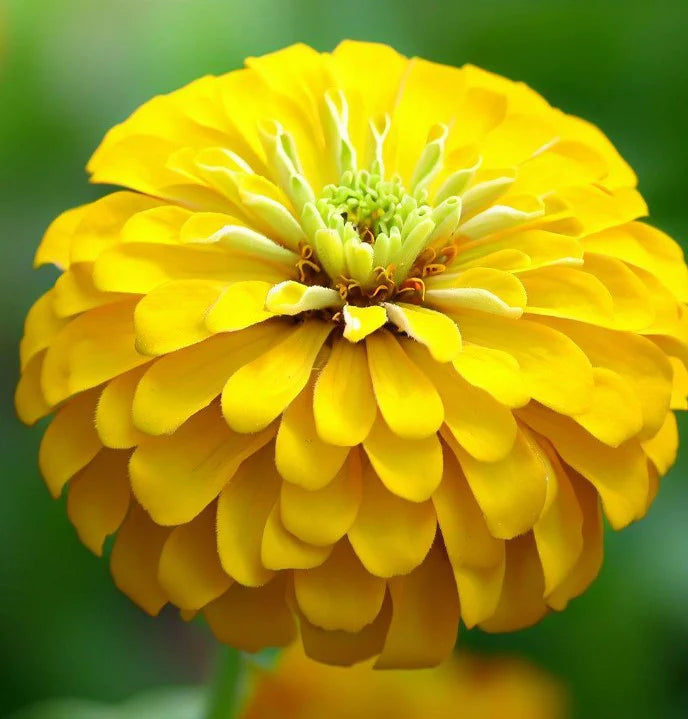 Premium Zinnia Elegans Canary Bird Seeds (50 Seeds)