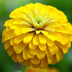 Premium Zinnia Elegans Canary Bird Perennial Seeds (50 Seeds)
