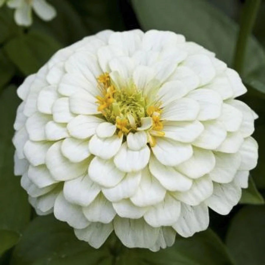 Premium Zinnia Elegans Polar Bear White Seeds (50 Seeds)