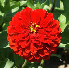 50 Premium Seeds of Zinnia Elegans Scarlet Flame Flowers