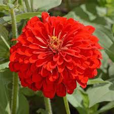 50 Premium Seeds of Zinnia Elegans Scarlet Flame Flowers