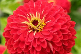 50 Premium Seeds of Zinnia Elegans Scarlet Flame Flowers