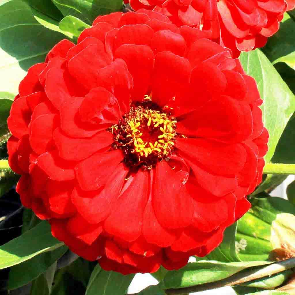 50 Premium Seeds of Zinnia Elegans Scarlet Flame Flowers