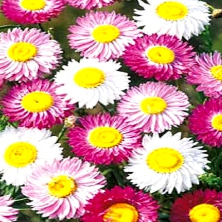 Flower Seeds Year round Seeds Collection - Over 2000 Seeds of Godetia, Gazania, Nemesia, Acroclinium Roseum,Papaver Special, Chrysanthemum, Calendula, Cosmos, Zinnia Dahlia, Zinnia Puchino, Marigold Scarlet Red, Marigold Orange and Balsam