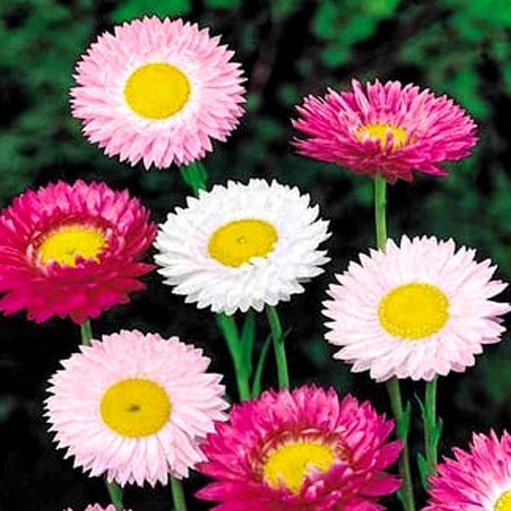 150 Premium Hybrid Seeds of Acroclineum Roseum & Gazania Star Light