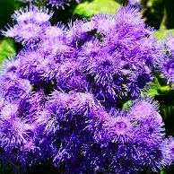 50 Premium Seeds of Agartum Balls Flowers