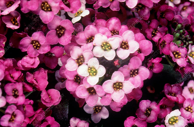 Premium Alyssum Rose 'O' Day (30 Seeds)