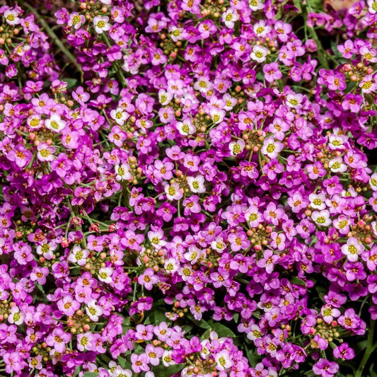 Premium Alyssum Rose 'O' Day (30 Seeds)