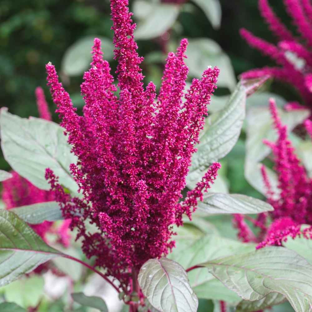 50 Seeds of Amaranthus Pygmy Torch