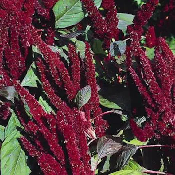 50 Seeds of Amaranthus Pygmy Torch