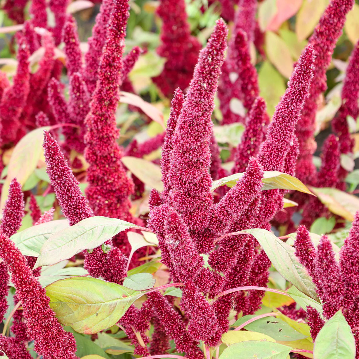 50 Seeds of Amaranthus Pygmy Torch