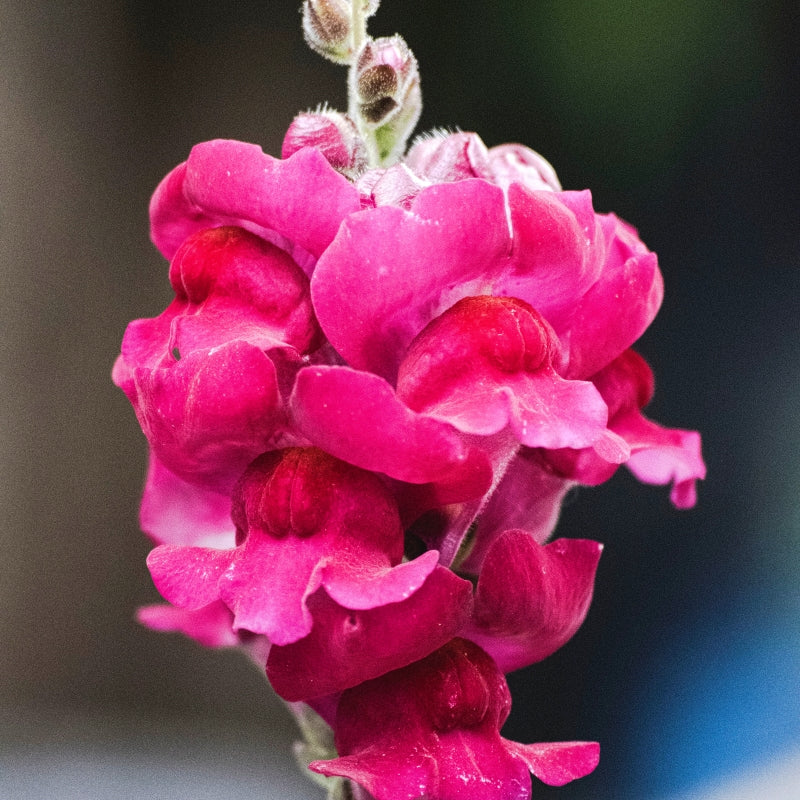 Winter Rare Flowers of Salvia Blue Monday, Paper Flower, Sweet Sultan, Antirrhinum, Sweet Peas, Petunia N.C. Mix, Dainthus, Calendula, Alyssum White & Verbana (Over 1700 Seeds)