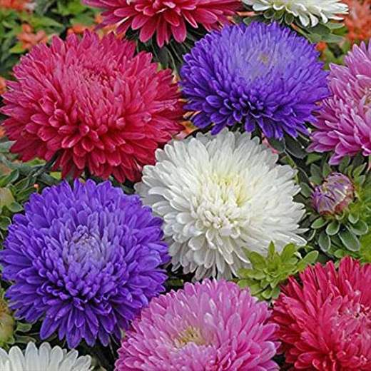 100 Seeds Of Premium Hybrid Aster Flower