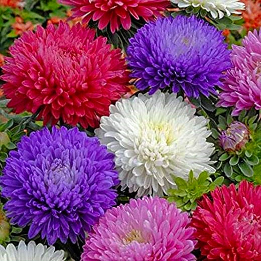 Super Winter Flower Seeds - Dianthus, Acro Roseum, Calendula, Dahlia T S, Petunia, Pansy, Antirrhinum and Aster  (Over 1500 Seeds)