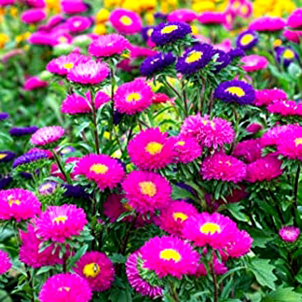 Winter Bees Pack - More than 1000 Premium Hybrid Seeds of Acroclineum Roseum, Aster, Petunia, Chrysanthemum, Allysum Benthami White, Dianthus & Verbena