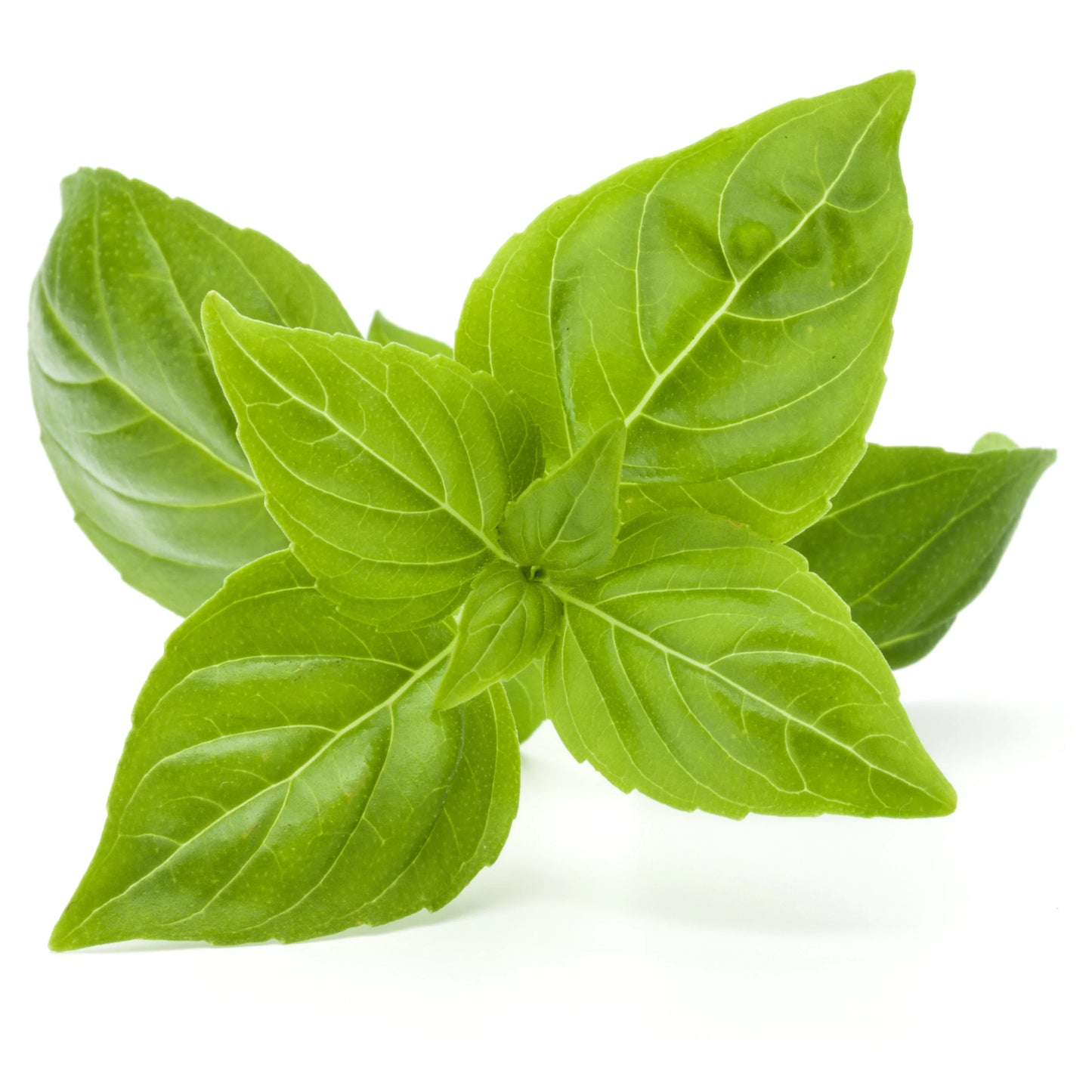 100 Premium Seeds of Basil Green Herb (Tulsi)