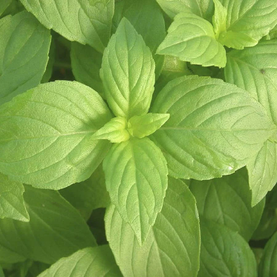 50 Premium Seeds of Basil Green Herb Tulsi