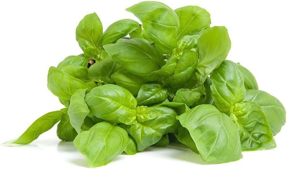 100 Premium Seeds of Basil Green Herb (Tulsi)