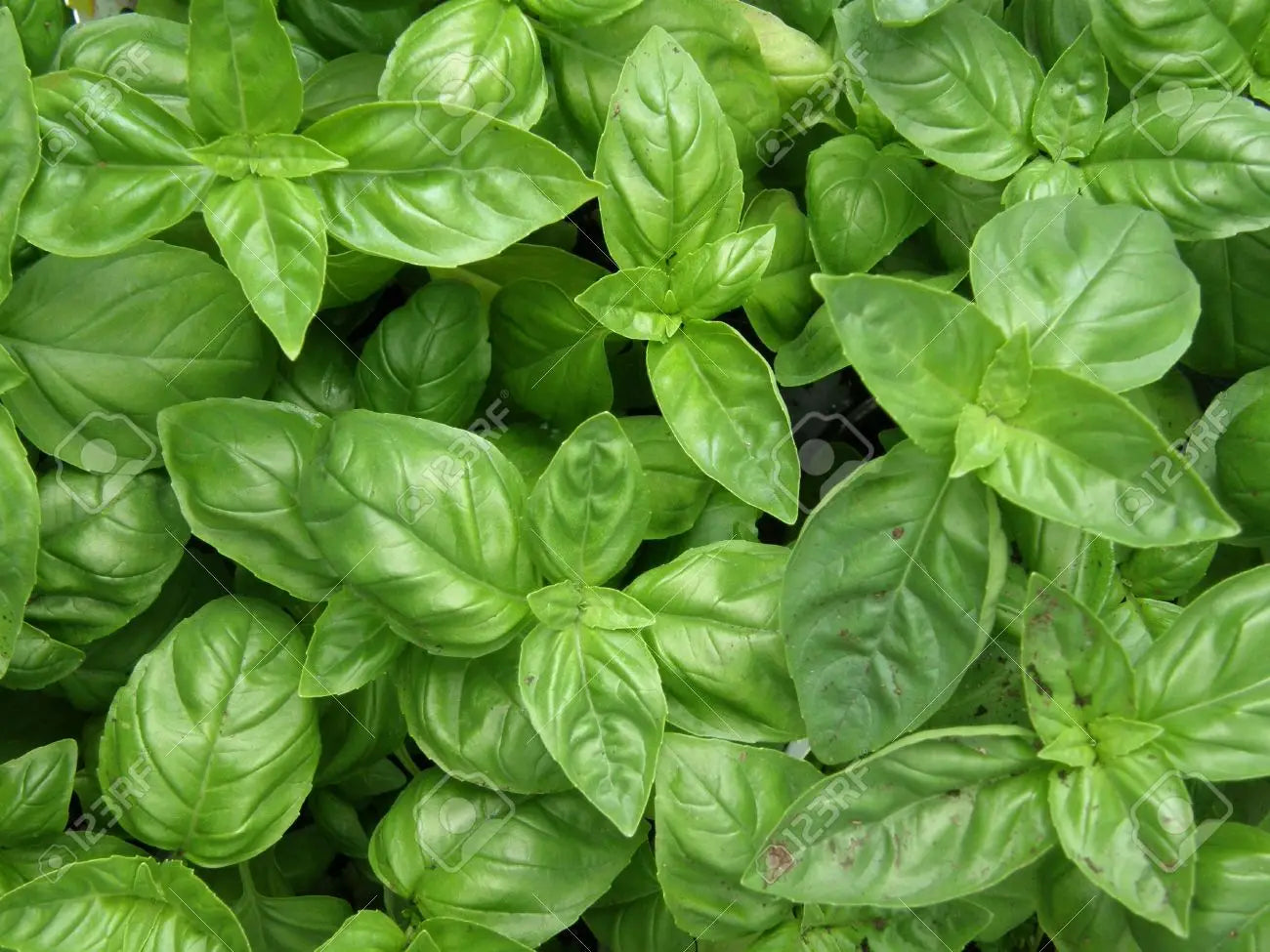 100 Premium Seeds of Basil Green Herb (Tulsi)