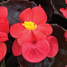 Imported Begonia semperflorens – Bada Boom Mix (25 Seeds)