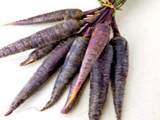 50 Premium Seeds of Black Carrot