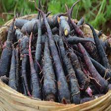 50 Premium Seeds of Black Carrot