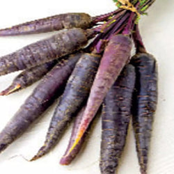 50 Premium Seeds of Black Carrot