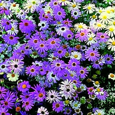 50 Premium Seeds of Brachycome Mix Flowers