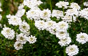 Products Premium Candytuft - Iberis Amara White 50 Flower Seeds