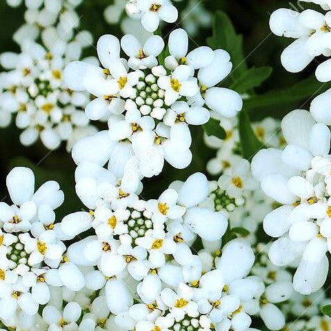 Products Premium Candytuft - Iberis Amara White 50 Flower Seeds