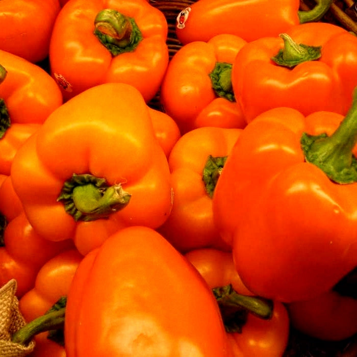 225 Seeds of Black Carrot (Kaali Gaajar), Orange Capsicum ( Santri Shimla Mirch),  Red Okra (Laal Bhindi) & White Brinjal (Safed Baigan)