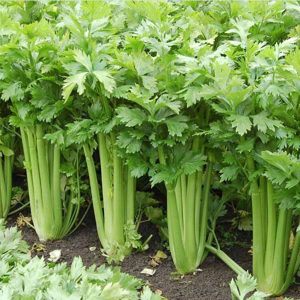 50 Premium Seeds of Celery Herb