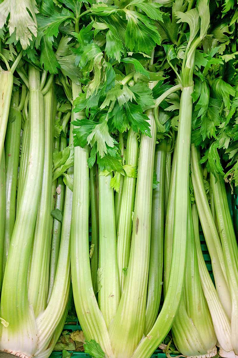 50 Premium Seeds of Celery Herb