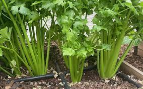 50 Premium Seeds of Celery Herb