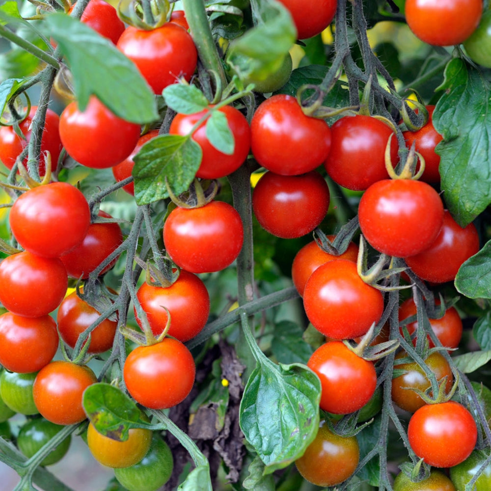 50 Premium Cherry Tomato Seeds