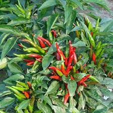 Premium Chili Sadabahaar Seeds( 50 Seeds)